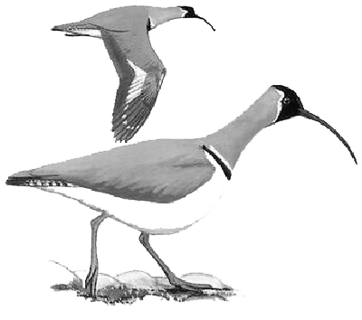 长嘴半蹼鹬 长嘴半蹼鹬的图片