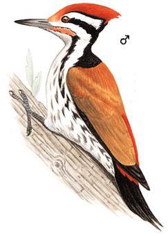 ϲɽ��ֺ��ľ���ͼƬ