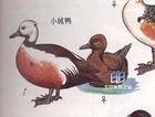 小绒鸭 小绒鸭的图片