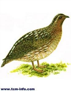 ËÄ´¨ïôðÈ ËÄ´¨ïôðȵÄͼƬ