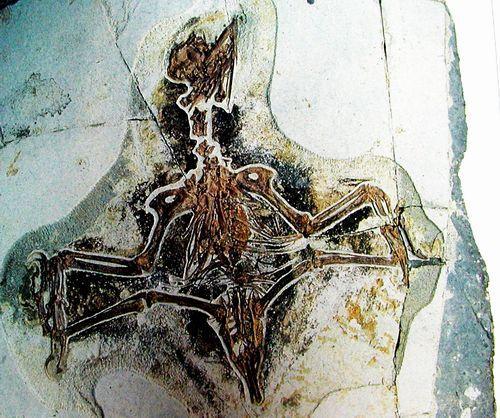 ���Ͽ������ͼƬ