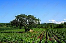 东宁县风光 东宁县风光