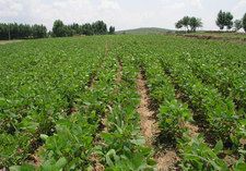 ˳�ӻ�����