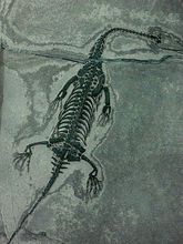 ��������ʯ