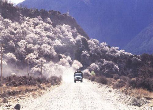 ��ľ����