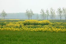 �����ط羰