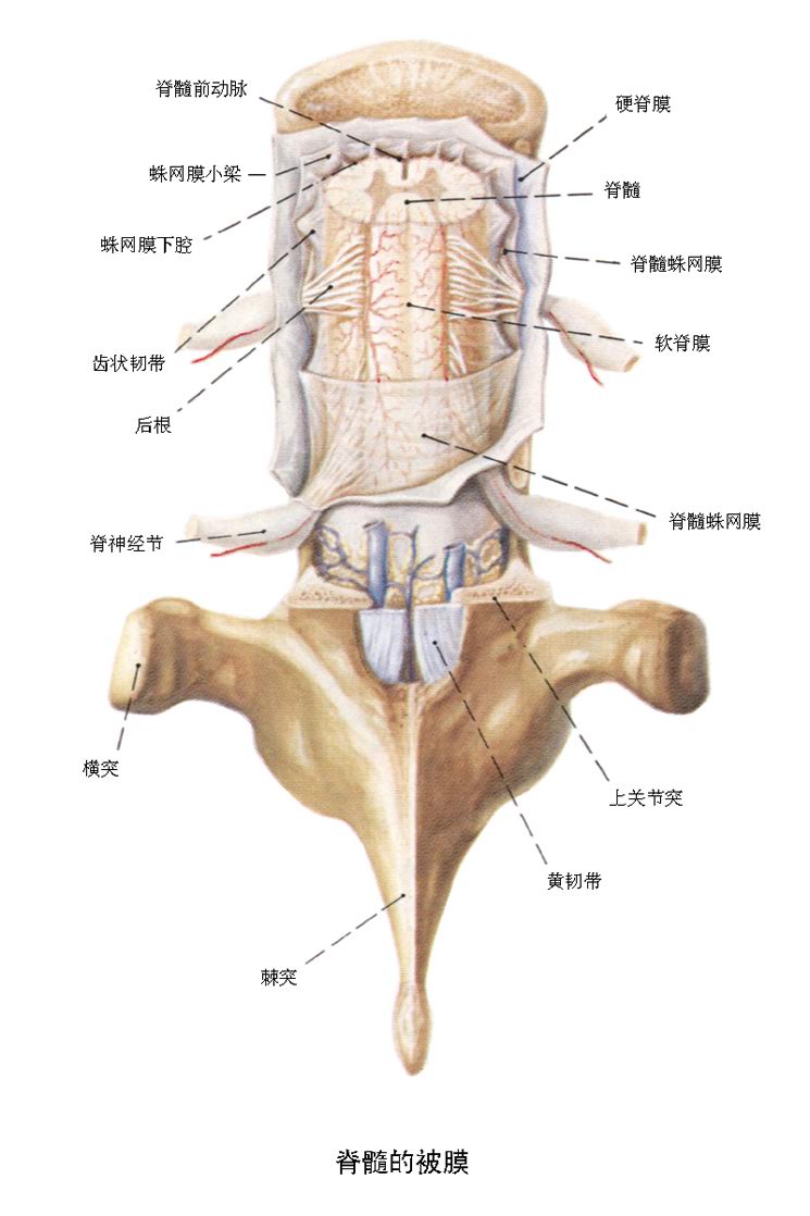 脊髓被膜图解