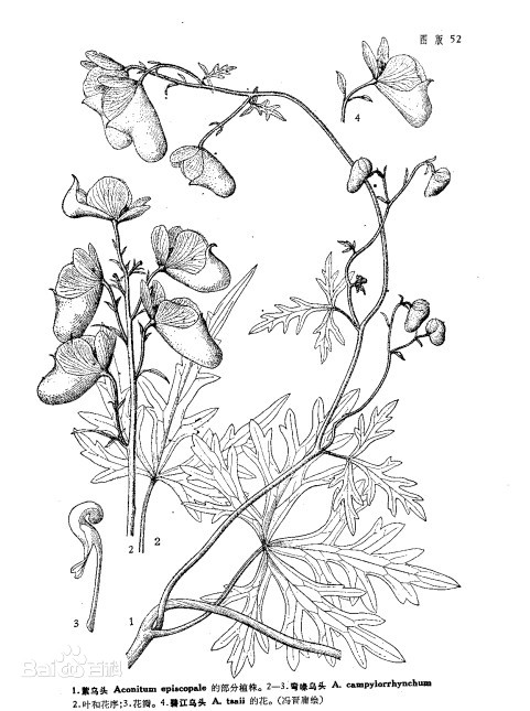 ����ͷ˵��ͼ