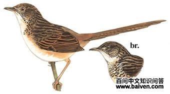 ɽ��ݺ��ͼ��