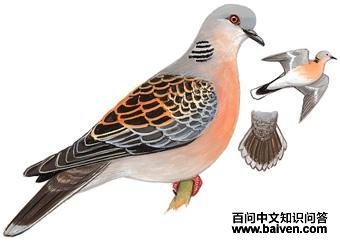 ɽ����ͼ��