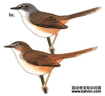 ������ݺ��ͼ��