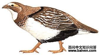 ����̩ѩ����ͼ��