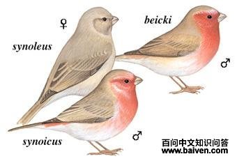 ɳɫ��ȸ��ͼ��