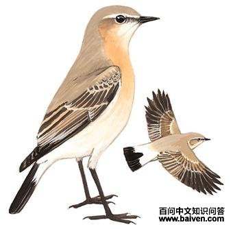 ɳ�S��ͼ��