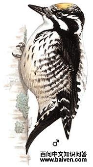 ��ֺ��ľ���ͼ��