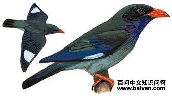 �������ͼ��