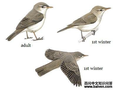 ������ݺ��ͼ��