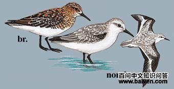 ��ֺ�ֵ�ͼ��