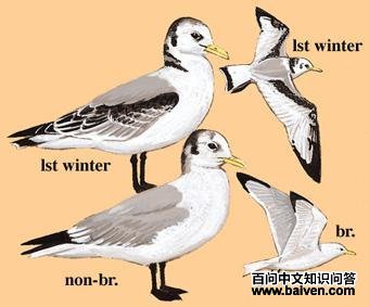 ��ֺŸ��ͼ��