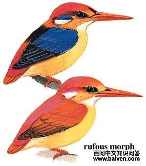 ��ֺ�����ͼ��