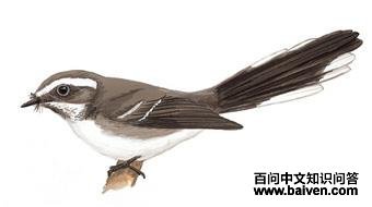 ��ü��β�l��ͼ��