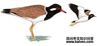 �ⴹ�󼦵�ͼ��