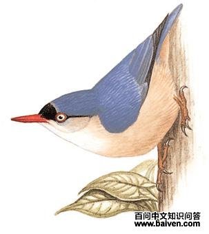 �޶�����ͼ��