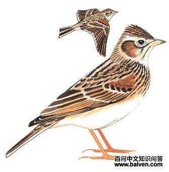 �ձ���ȸ��ͼ��