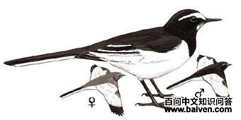 �ձ��n�_��ͼ��