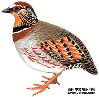 ��üɽ����ͼ��