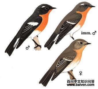 �[��]�l��ͼ��