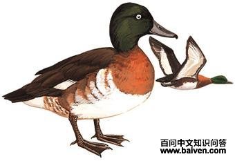 ��ͷǱѼ��ͼ��