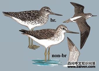 ����ֵ�ͼ��