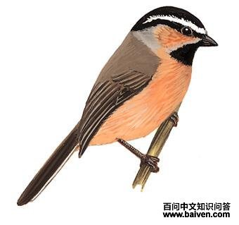 ��üɽȸ��ͼ��