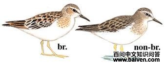 ��ű��ֵ�ͼ��