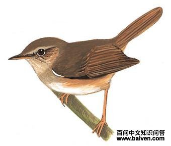 ǿ����ݺ��ͼ��