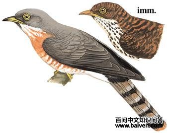 ��ͨӥ���ͼ��