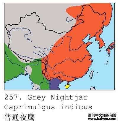 ��ͨҹӥ�ĵ����ֲ�ͼ