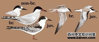 ��ͨ��Ÿ��ͼ��