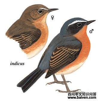 ��ü����ͼ��