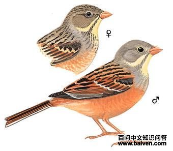 ���c��ͼ��