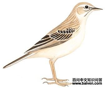 ƽԭ�ҵ�ͼ��