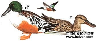 ����Ѽ��ͼ��