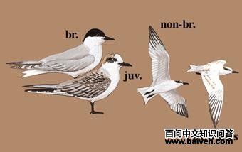 Ÿ����Ÿ��ͼ��