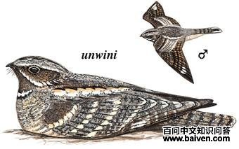 ŷҹӥ��ͼ��