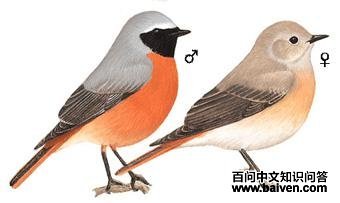 ŷ�Ǻ�β��ͼ��