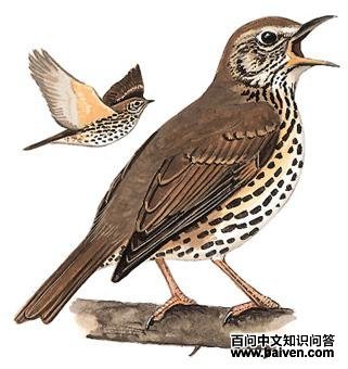 ŷ����ͼ��