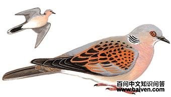 ŷ����ͼ��