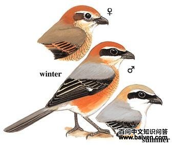 ţͷ���͵�ͼ��