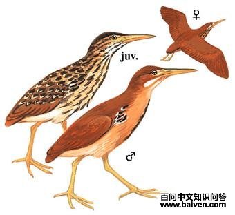 ��έ�Z��ͼ��